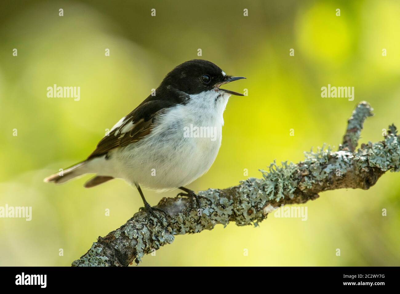 VOGEL. Pied Flycatcher, Gesang von einem Barsch, Wales, Großbritannien Stockfoto