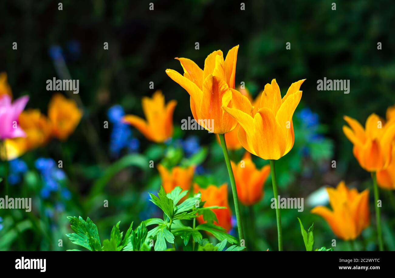 Blühende yellow tulip in einem Garten, mit einer selektiven Fokus und eine geringe Tiefenschärfe fotografiert, verschwommenen Hintergrund Stockfoto