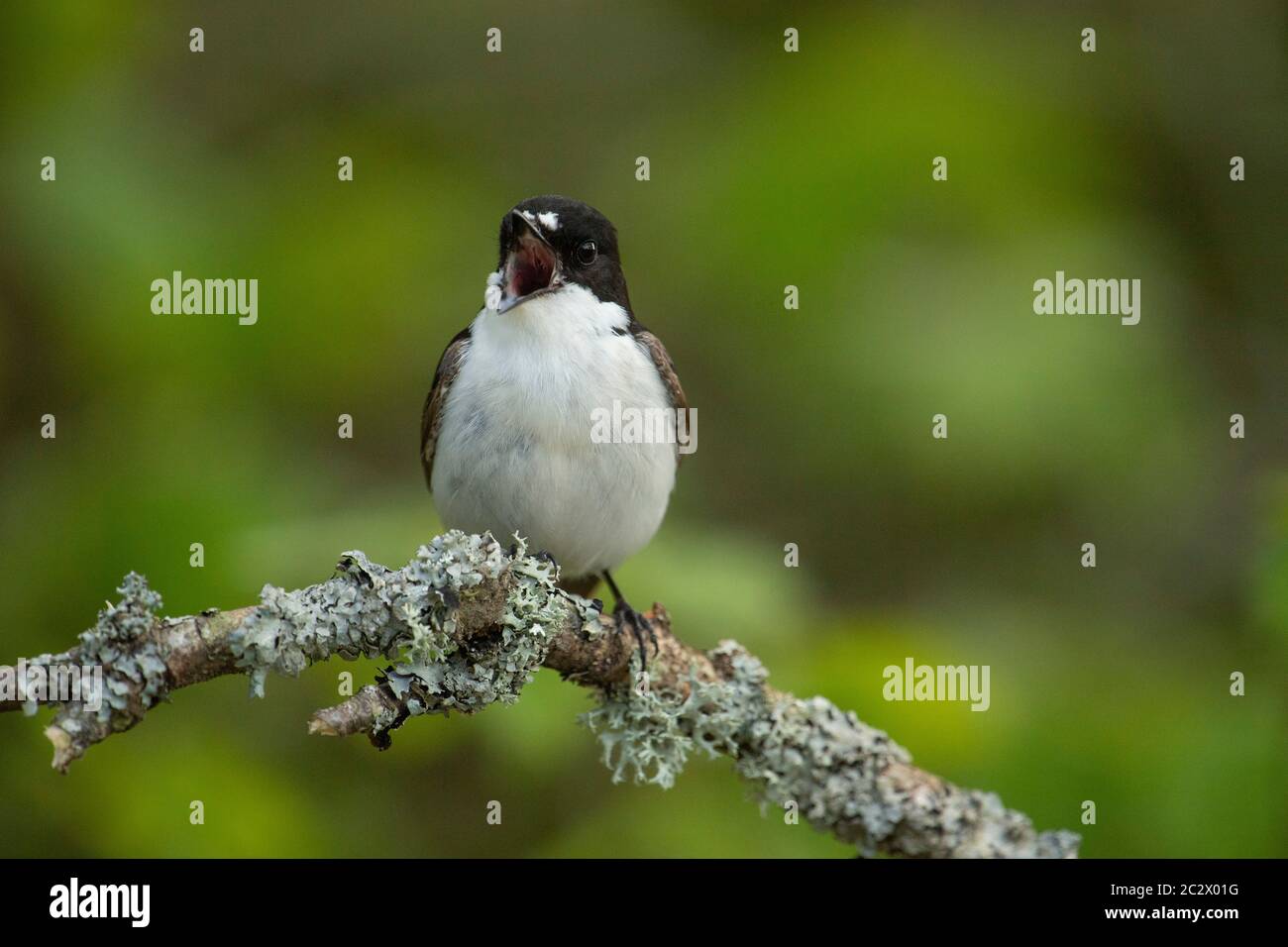 VOGEL. Pied Flycatcher, Gesang von einem Barsch, Wales, Großbritannien Stockfoto