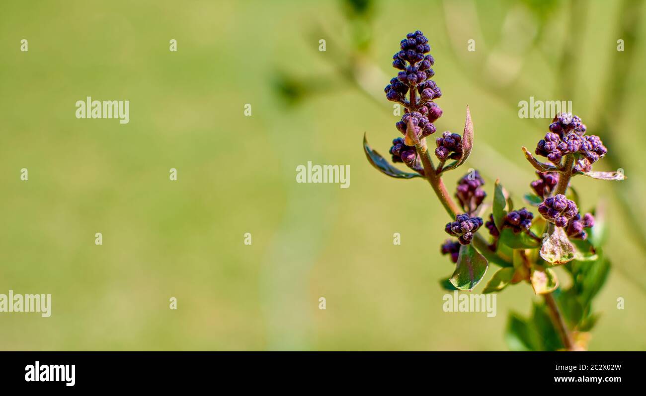 Natürlicher Hintergrund. Zweig der ungeöffneten Serenia auf einem grünen Hintergrund. Lila violette Blüten, grünes Bokeh. Kopierraum Stockfoto