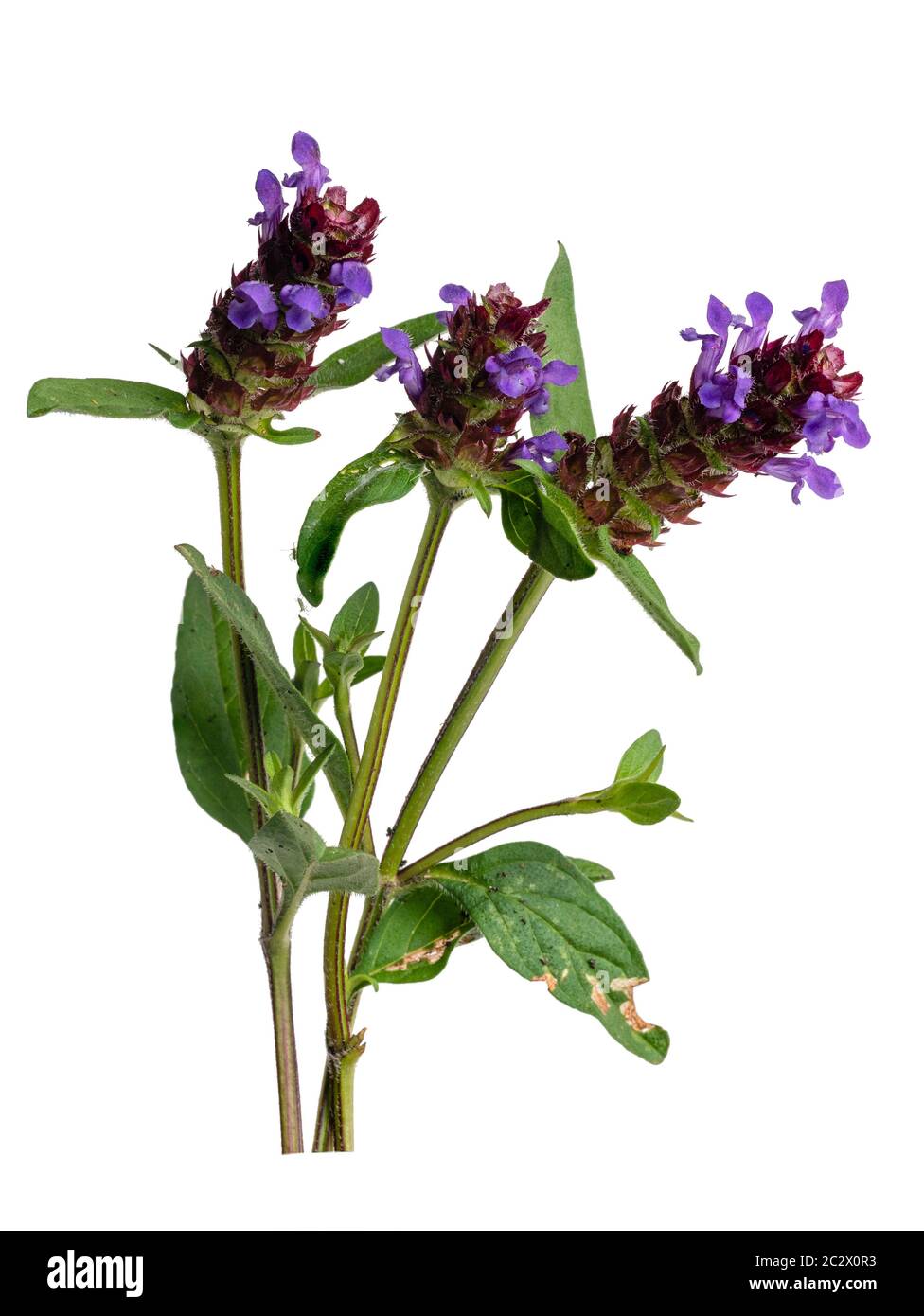 Violett-blaue Blüten der sommerblühenden UK Wildblume, Prunella vulgaris, self heal, auf weißem Hintergrund Stockfoto