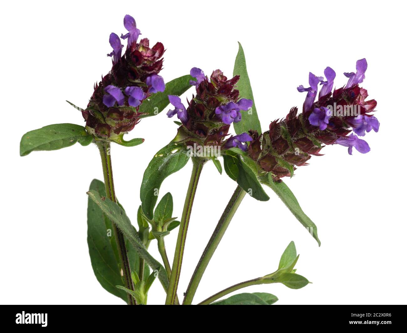Violett-blaue Blüten der sommerblühenden UK Wildblume, Prunella vulgaris, self heal, auf weißem Hintergrund Stockfoto