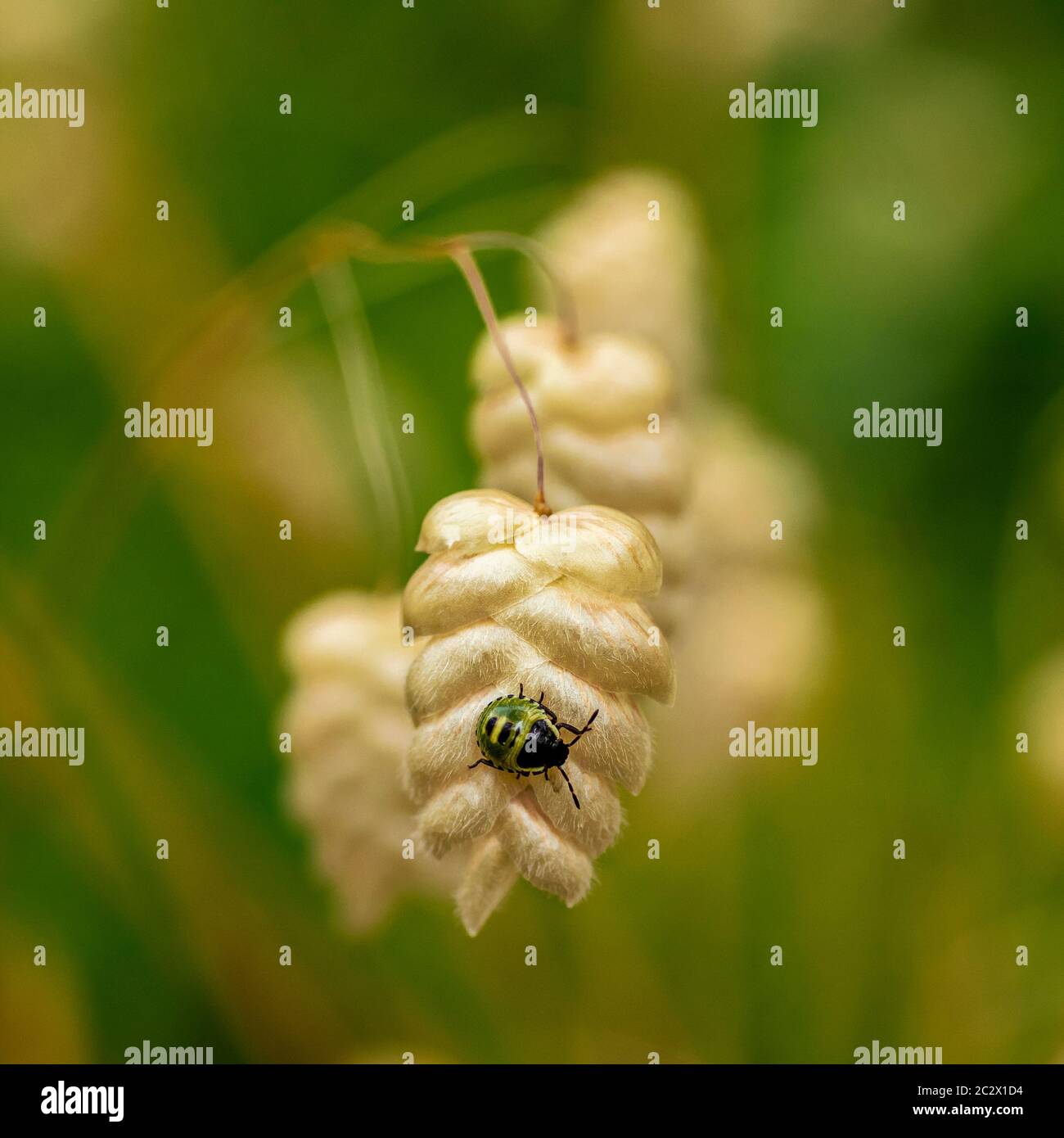 Bunte Insekte auf einem Graskornschwert Stockfoto