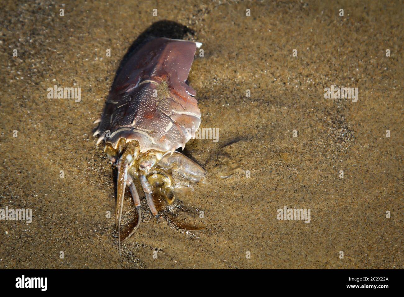 Details, Überreste einer Kruste, Krabbe, die Schale einer Kruste Stockfoto