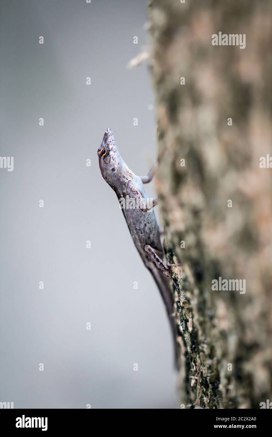 Ein Gecko, Anole auf einem Baumstamm Stockfoto