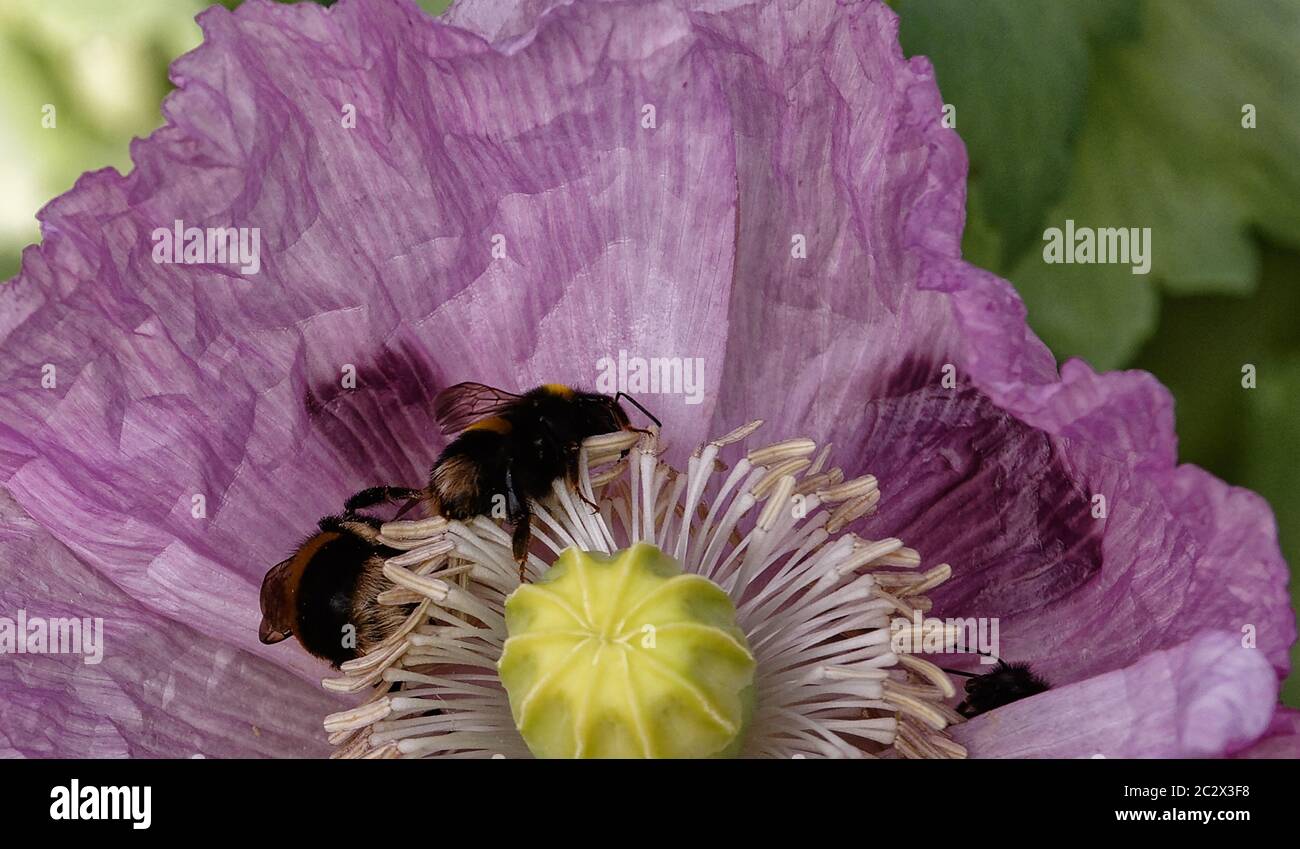 Weiße Bodenbienen auf einem rosa Opium Mohn hwad sammeln Pollen. Stockfoto