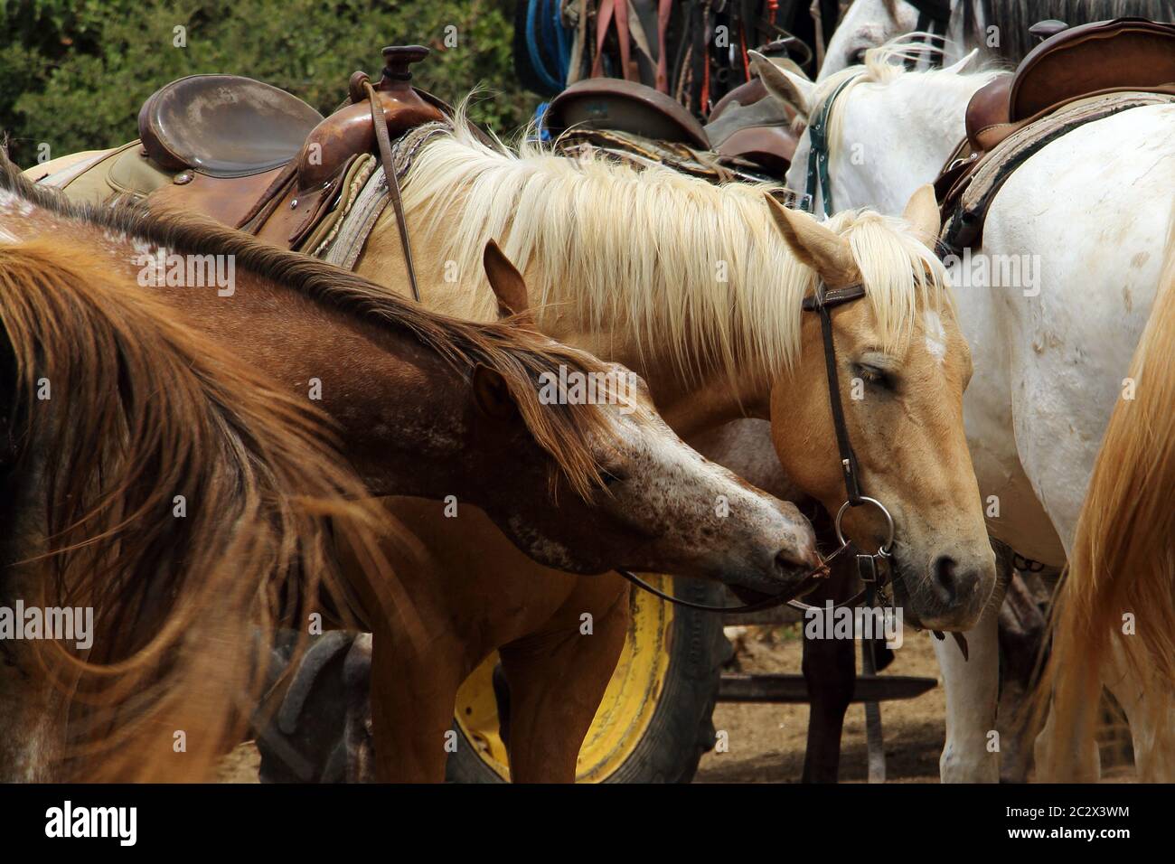 Zwei schöne gesattelte Pferde Stockfoto