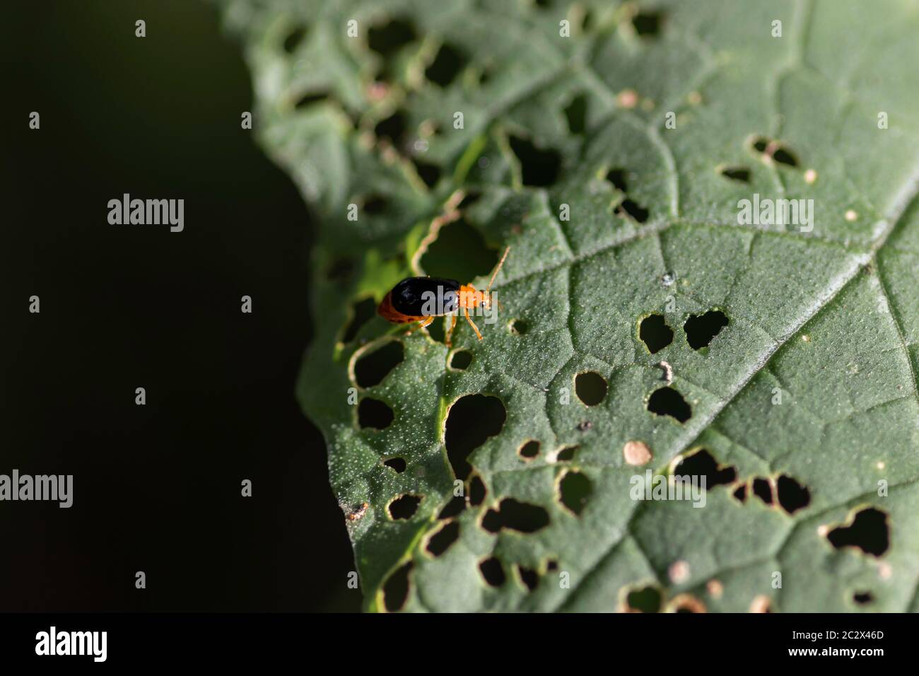 Orange Bug frisst grünes Blatt Stockfoto