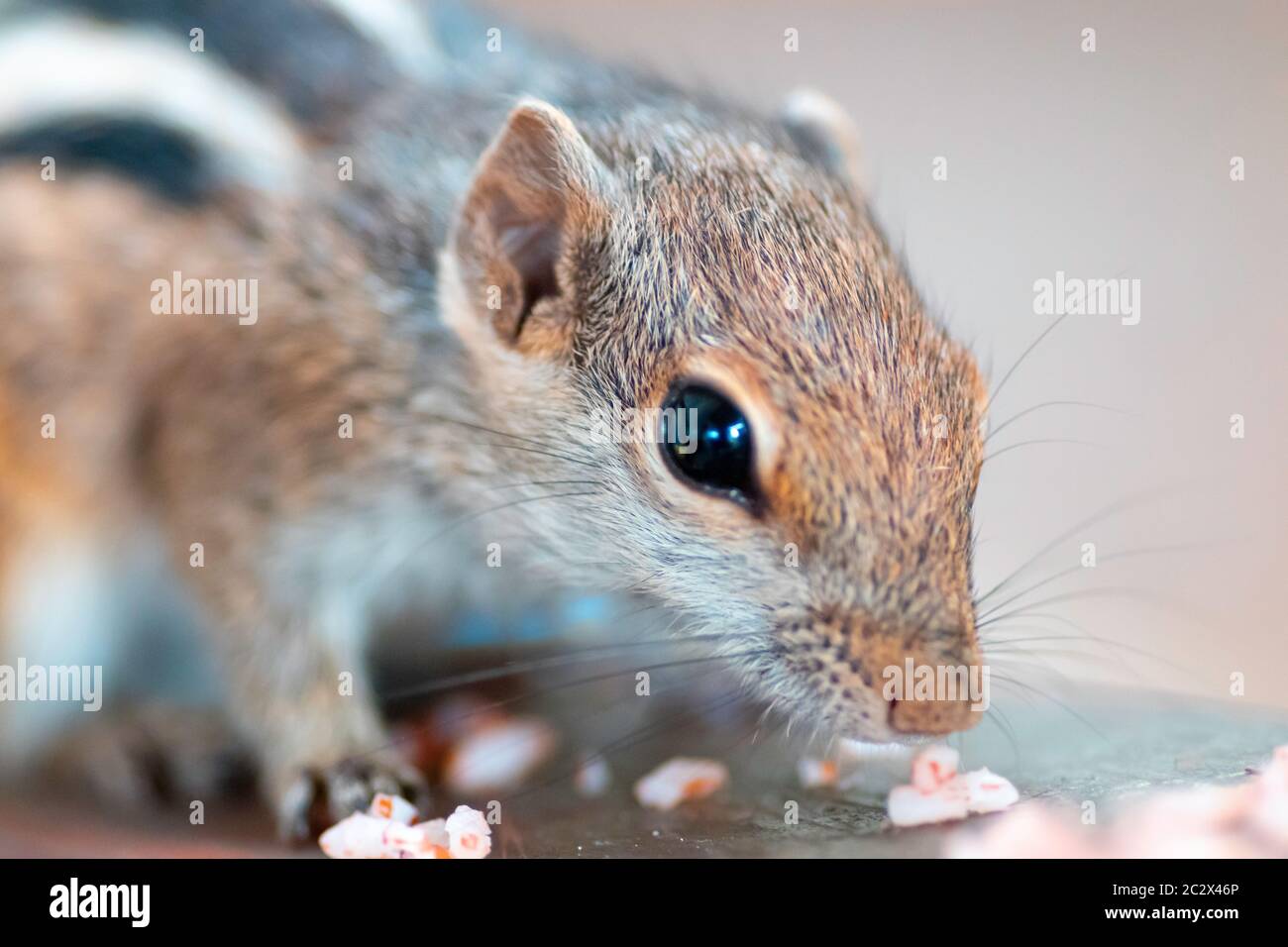 Junge Eichhörnchen riechenden Reis auf dem Boden Nahaufnahme Makro Stockfoto