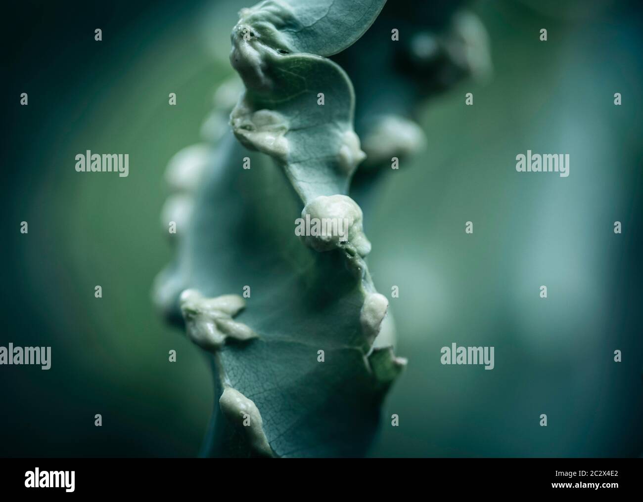 Zimt Pflanze Blatt Krankheit Nahaufnahme Makro-Fotografie Stockfoto