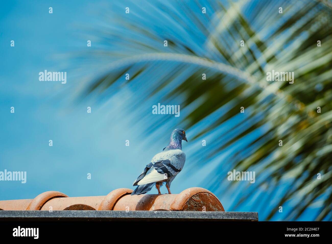 Bunte Taube auf dem Dach mit Blick auf den blauen Himmel Stockfoto Bunte Taube auf dem Dach mit Blick auf den blauen Himmel Stockfoto