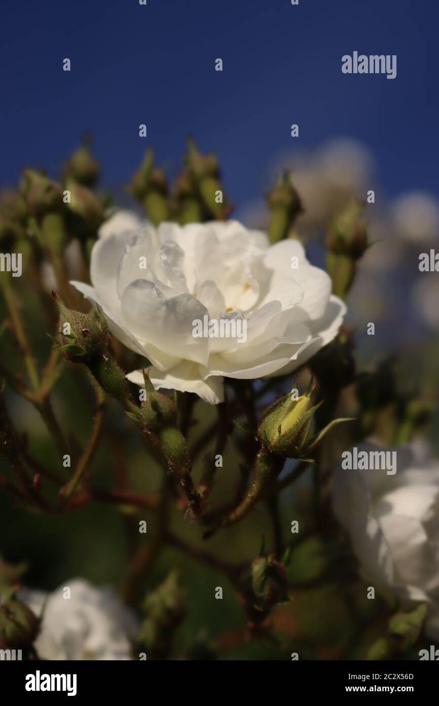 Eine Nahaufnahme eines wandernden Rektors weiße Rose und Rose Knospen gegen einen blauen Himmel Stockfoto