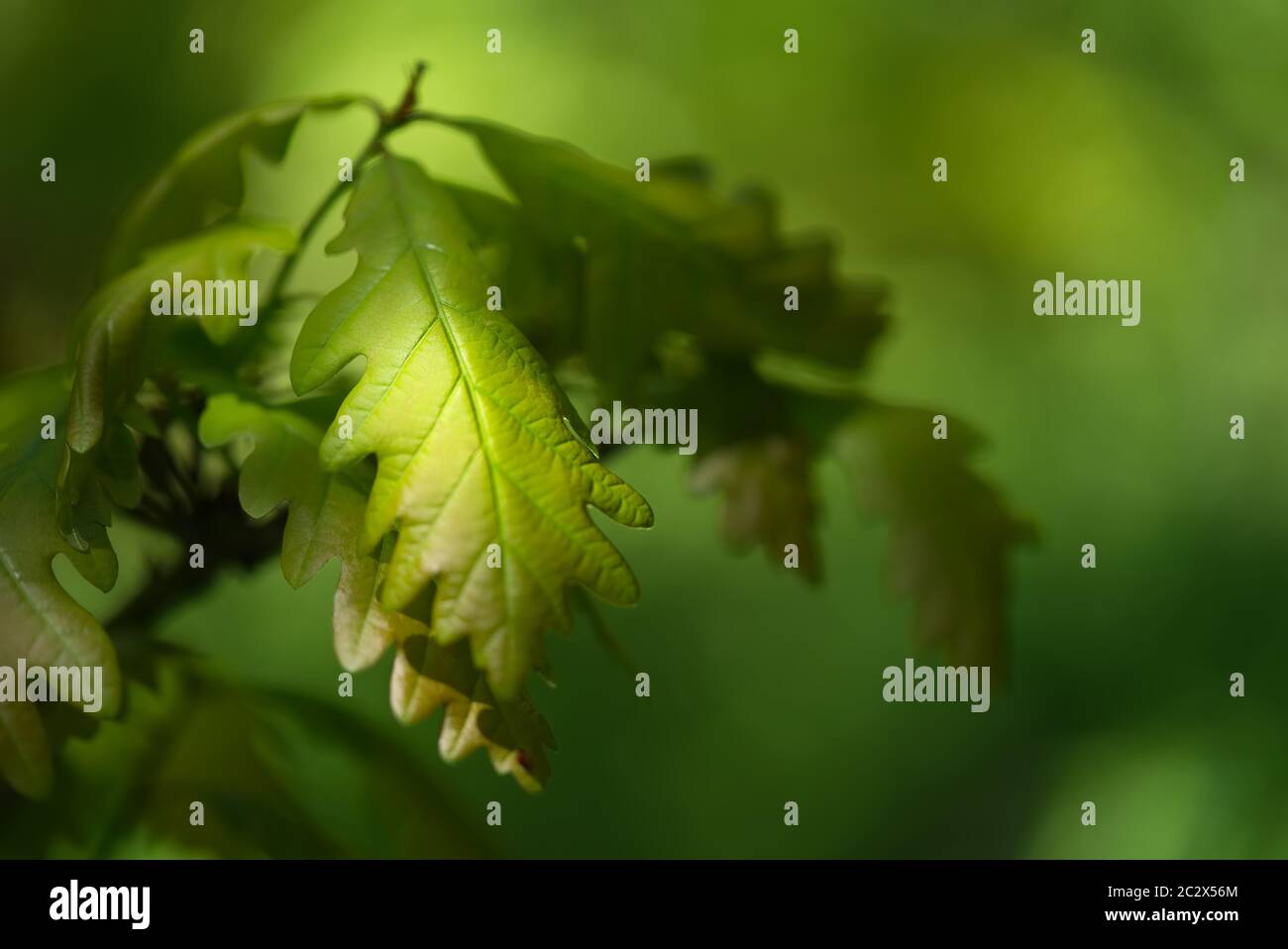 Detail von grünem Eichenblatt des jungen Quercus robur von der Sonne beleuchtet. Allgemein bekannt als Eiche, Stieleiche, europäische oder englische Eiche. Sonniger Tag. Stockfoto