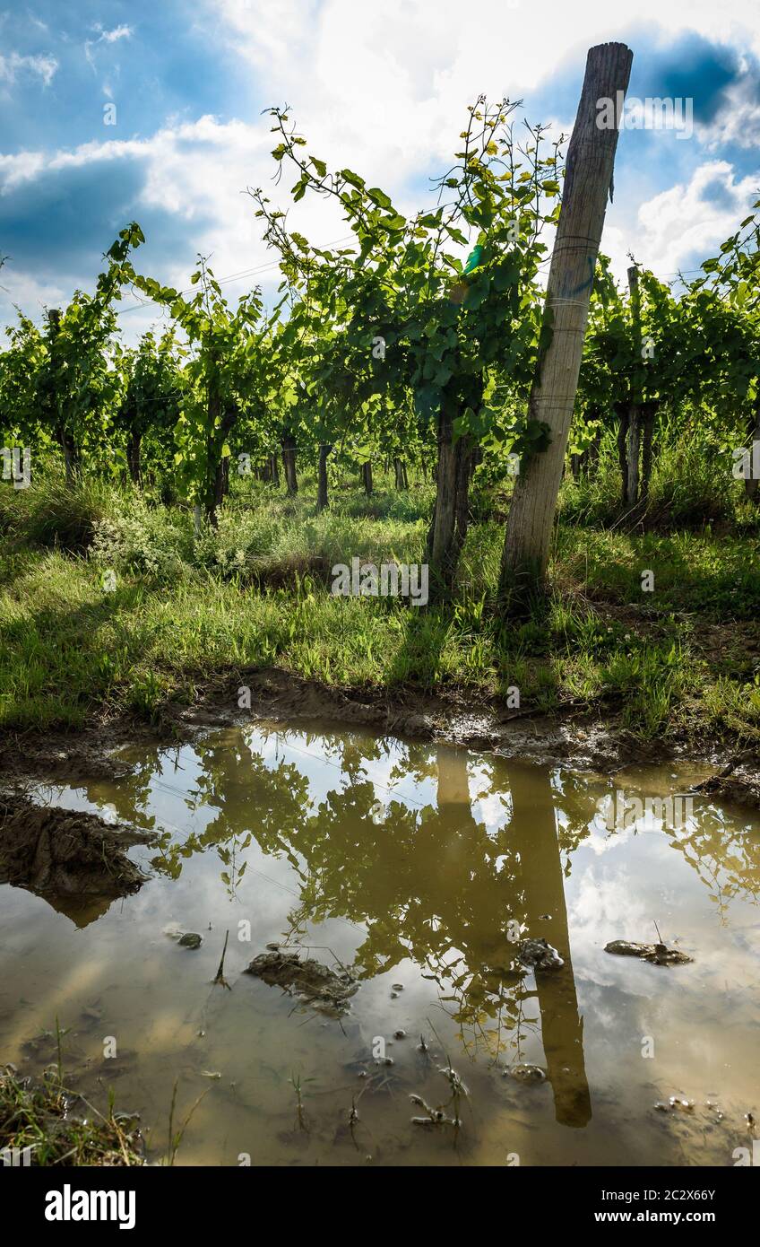 Blick auf die berühmte Weinregion Goriska Brda Hügel in Slowenien. Panoramafoto der Weinbergsreihen und Terrasse der Weinrebenpflanzen. Landschafts-Foto von Stockfoto