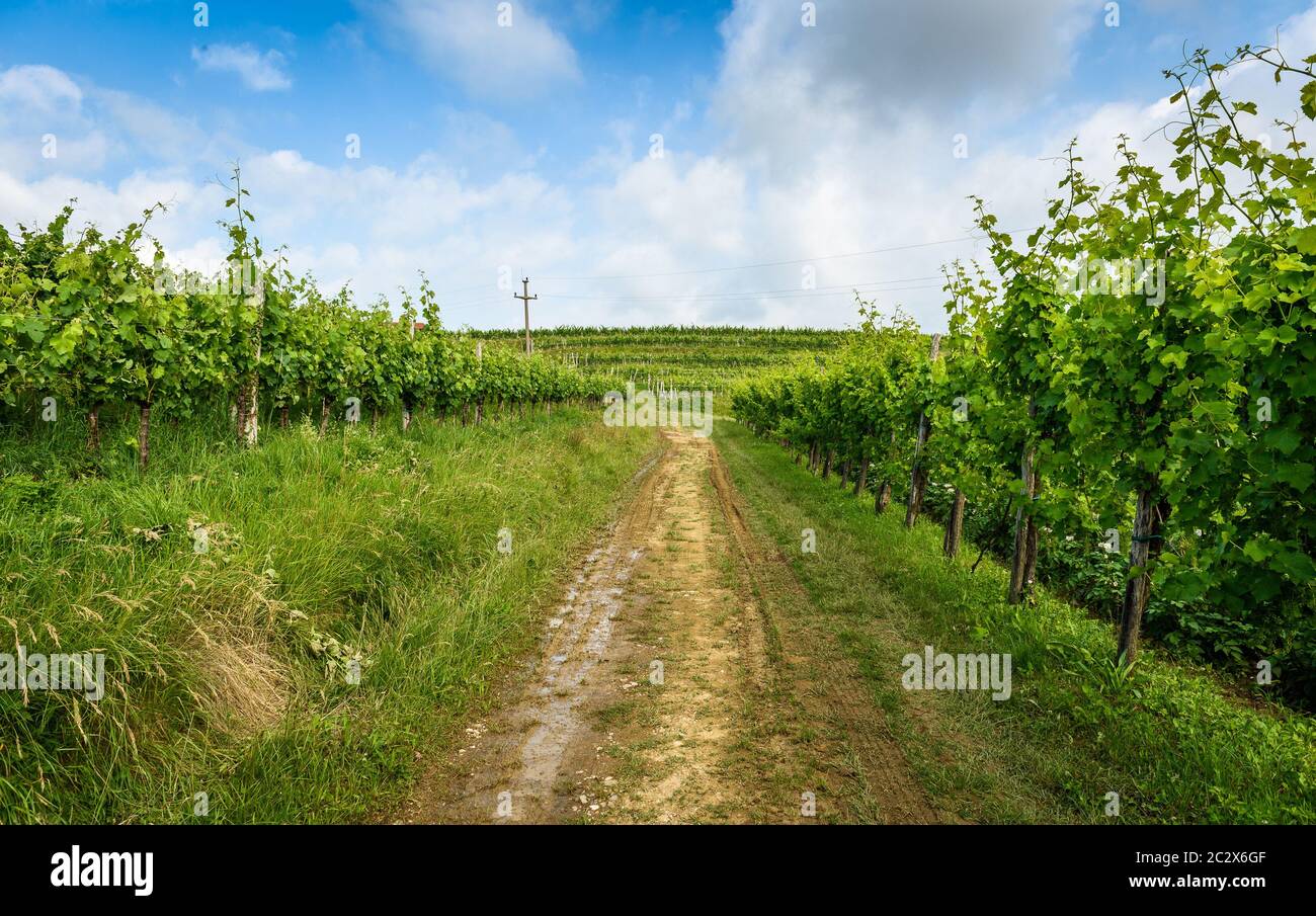 Blick auf die berühmte Weinregion Goriska Brda Hügel in Slowenien. Panoramafoto der Weinbergsreihen und Terrasse der Weinrebenpflanzen. Landschafts-Foto von Stockfoto