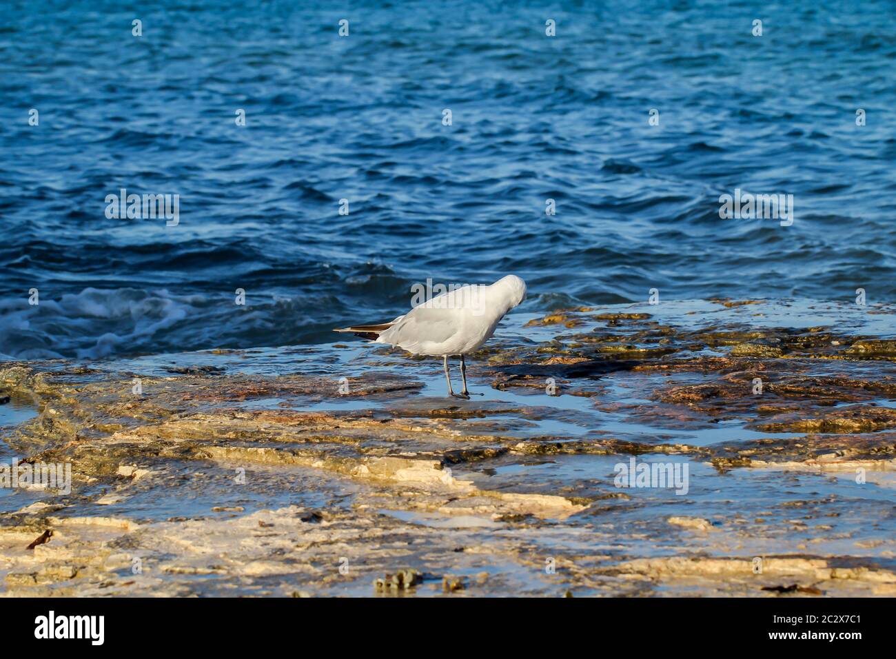 Porträt, Untersuchung einer Möwe, Möwenvogel am Meer Stockfoto