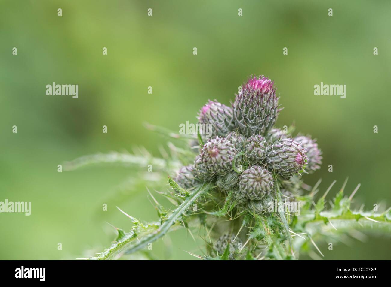 Blütenknospen von Marsh Thistle / Cirsium palustre - die vorbereiteten Stängel sind essbar, wenn gekocht. Mögliche Metapher für Schmerz / schmerzhaft / scharf. Stockfoto