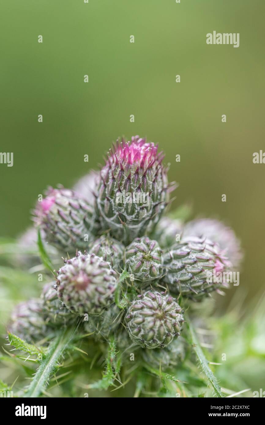 Blütenknospen von Marsh Thistle / Cirsium palustre - die vorbereiteten Stängel sind essbar, wenn gekocht. Mögliche Metapher für Schmerz / schmerzhaft / scharf. Stockfoto