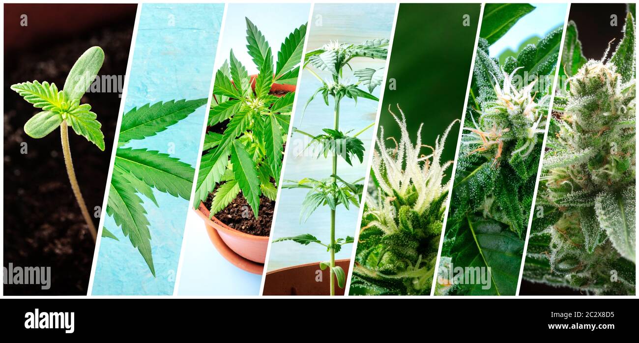 Cannabis Collage. Viele Fotos von verschiedenen Stadien der wachsenden Marihuana Pflanzen zu Hause, in chronologischer Reihenfolge Stockfoto