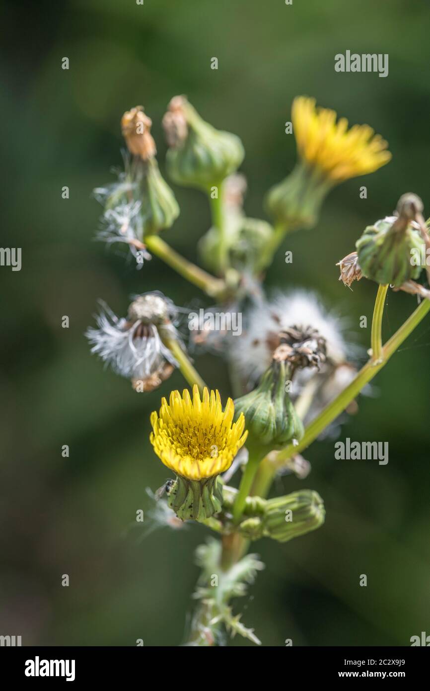 Gelbe Blüten und Sämehöhe von Stachelschnäffeln / Sonchus asper in sonniger Feldhedgerow. Mitglied der Asteraceae. Gewöhnliches Unkraut in Großbritannien. Stockfoto
