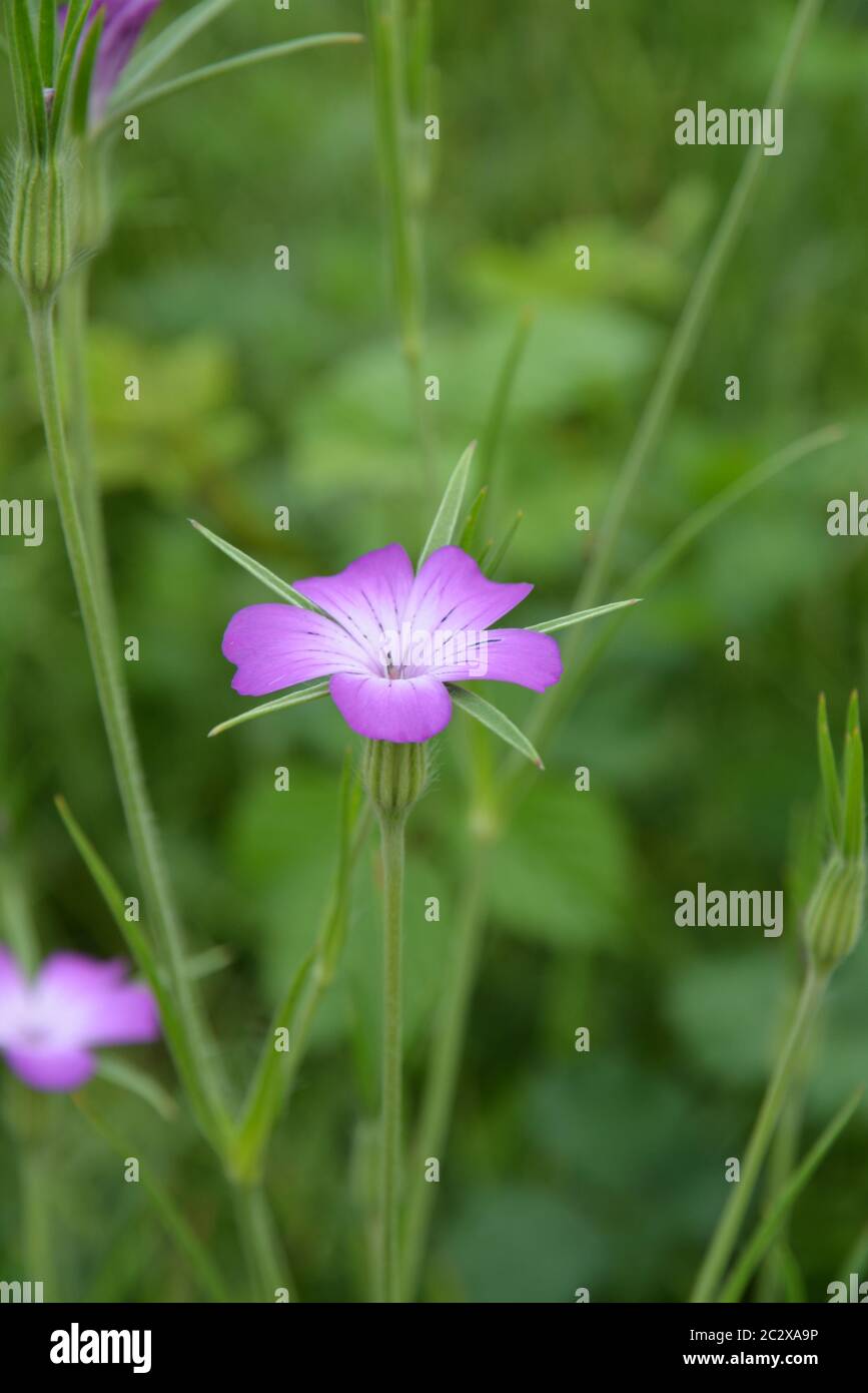 maiskolben Stockfoto
