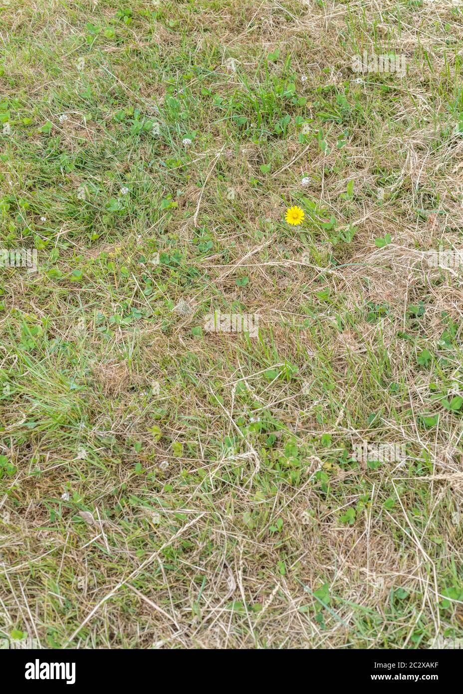 Isolierter Löwenzahn / Taraxacum officinale in Blüte in weedy Fleck Gras. Blätter essbar, Kaffee aus der Wurzel, Marmelade & Wein mit Blumen gemacht Stockfoto