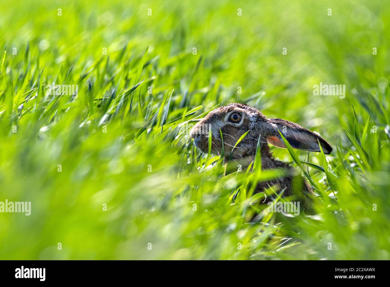 Hase, brauner Hase im Feld 2 Stockfoto