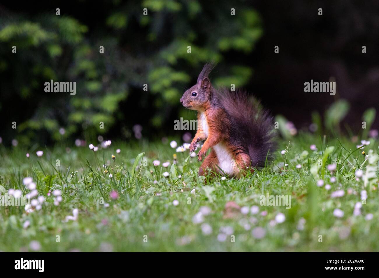 Eichhörnchen auf Wiese 3, mit Blumen Stockfoto