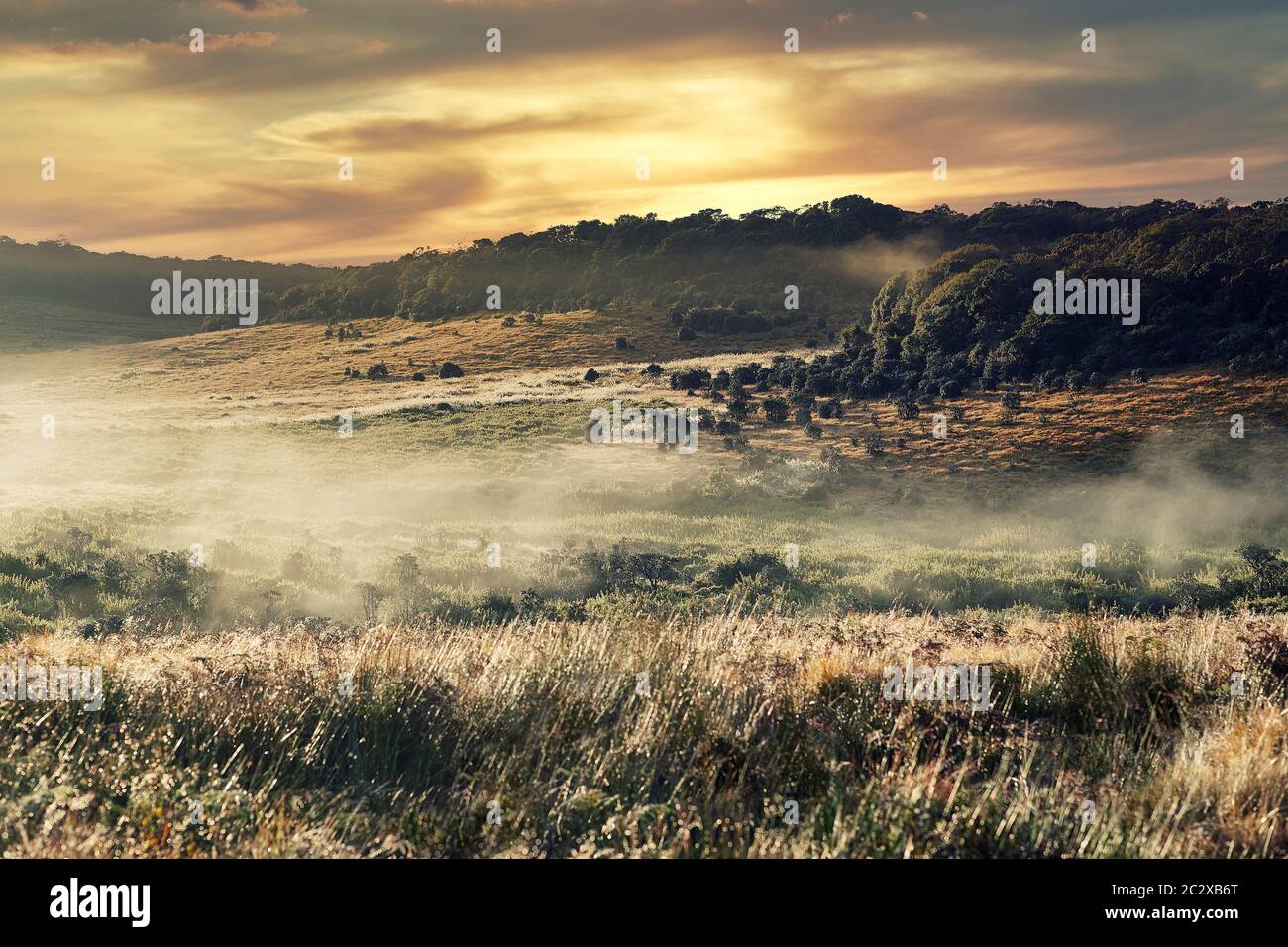 Neblige Landschaft mit Feld und Wald bei Sonnenaufgang Stockfoto