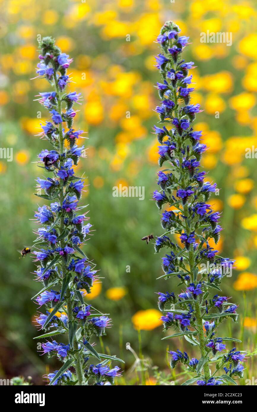 Vipers Bugloss Echium vulgare zwei Blaue Blumen Spike Wildblumen Juni blühend Bunte Sommerwiese Wilde Blumen Hardy Echium blühende Blume Stockfoto