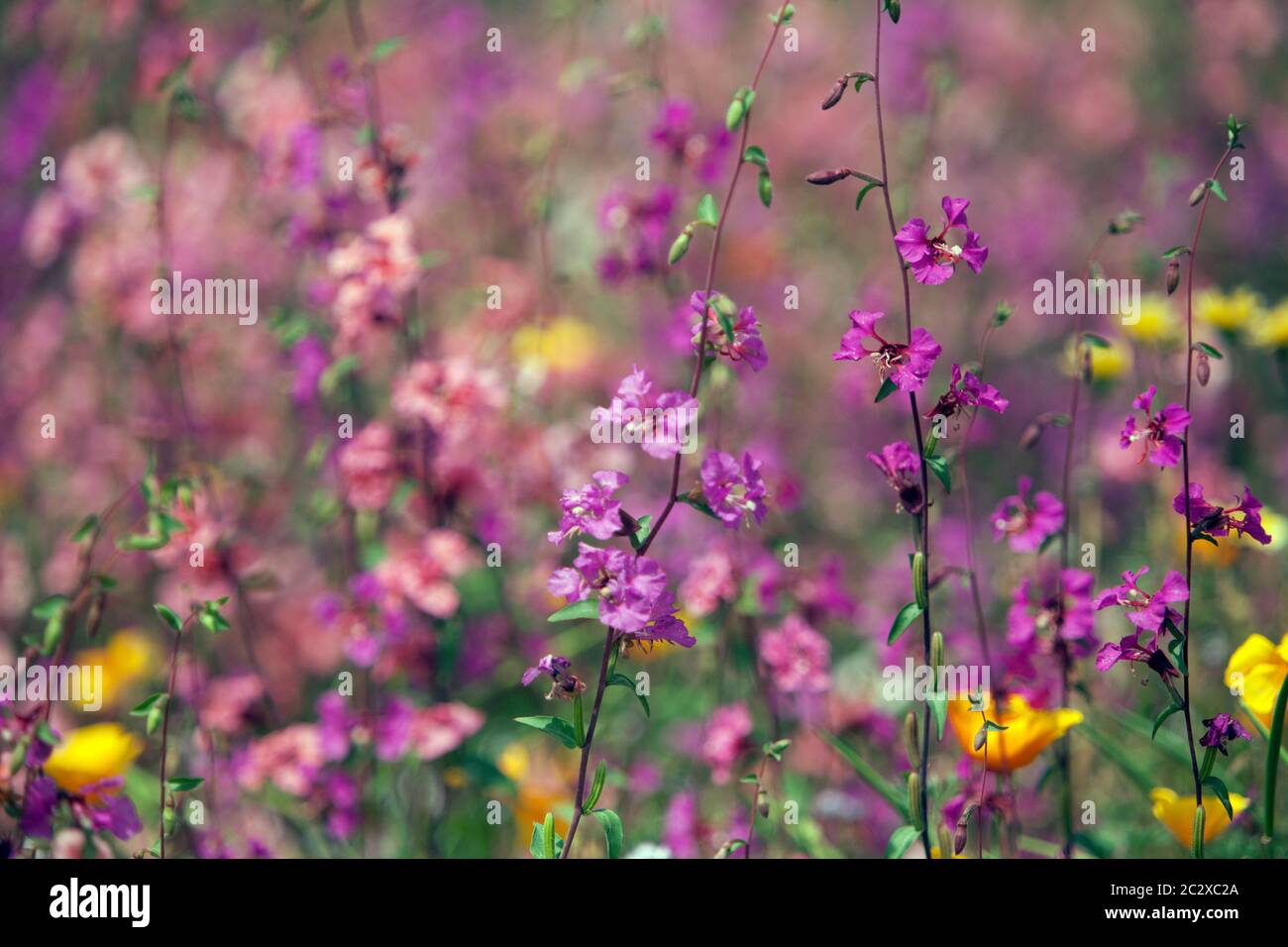 Mauve Wiese in voller Blüte Pastellfarben Wildblumen Garten Stockfoto