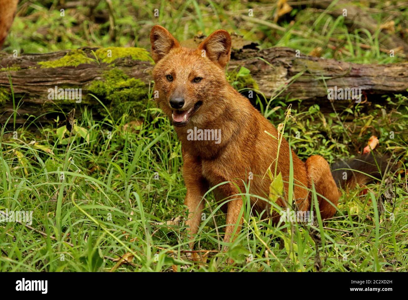 Indian Wild Dog oder Dhole, Cuon alpinus, Nagarhole Nationalpark Karnataka, Indien Stockfoto