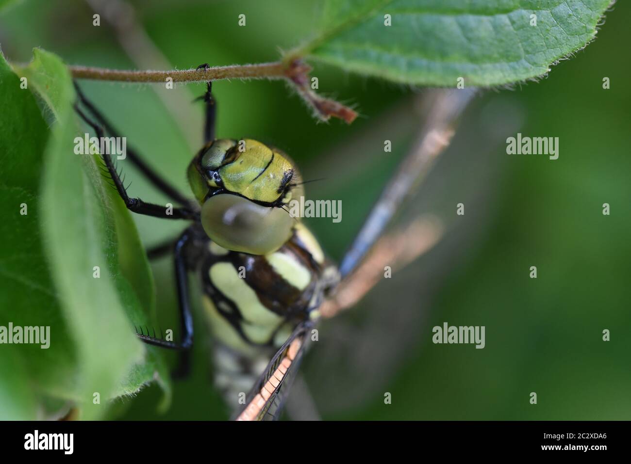 Südlichen Hawker Libelle Stockfoto