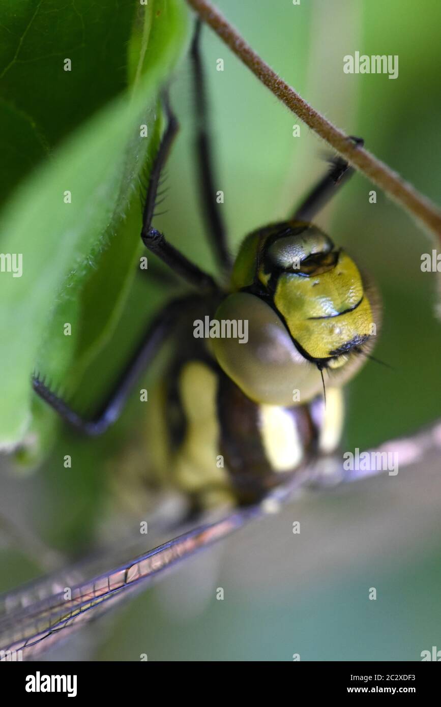 Südlichen Hawker Libelle Stockfoto