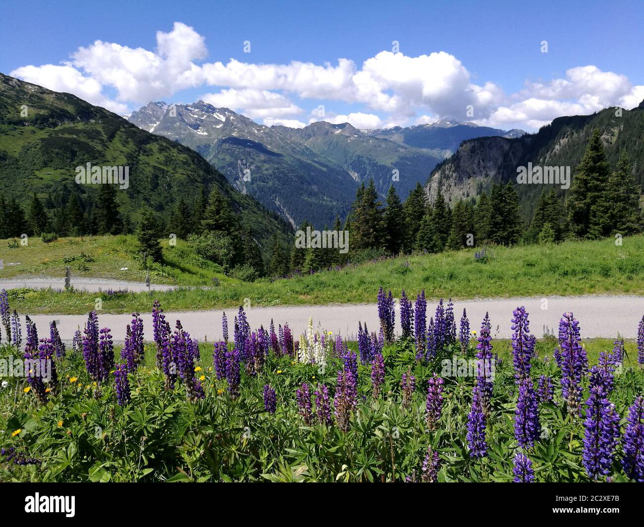 Auf dem Bild sieht man im Vordergrund blaue und weiße Lupinen und im Hintergrund die österreichischen Alpen im Bundesland Vorarlberg, es ist ein sonni Stockfoto