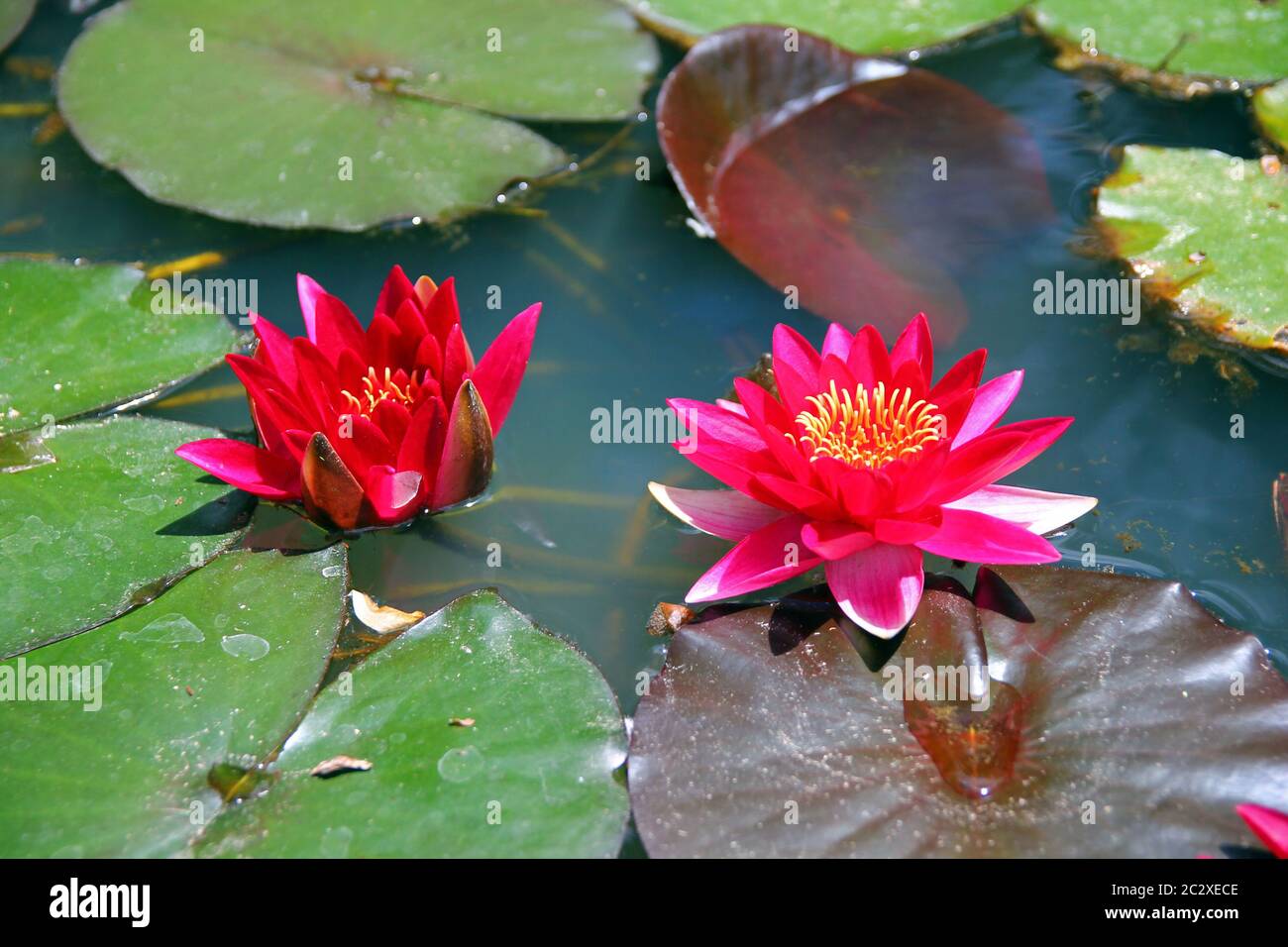 Rosafarbene Wasserlilien im Parque Terra Nostra Stockfoto