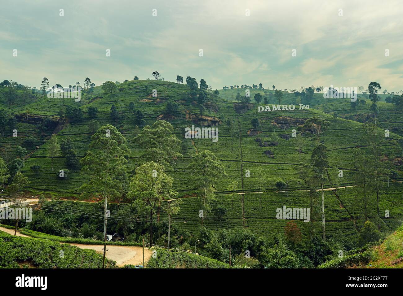 Teefelder in Nuwara Eliya. Sri Lanka. Stockfoto