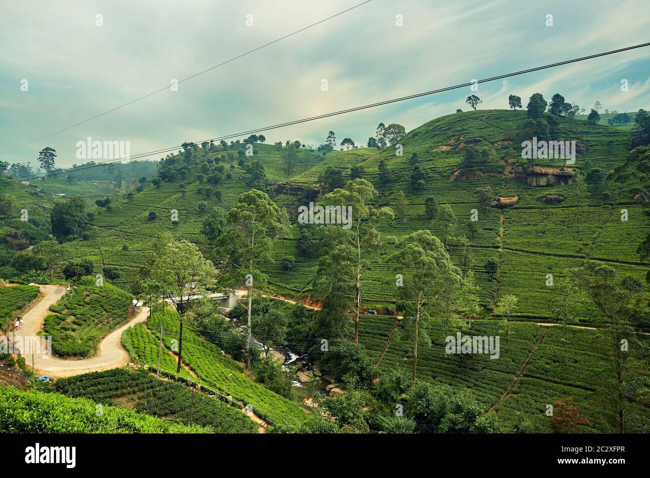 Teeplantage Landschaft. Nuwara Eliya. Sri Lanka. Stockfoto