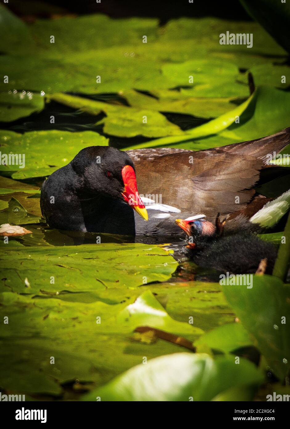 Mutter Moorhuhn Fütterung Schlupfmoorhen Stockfoto