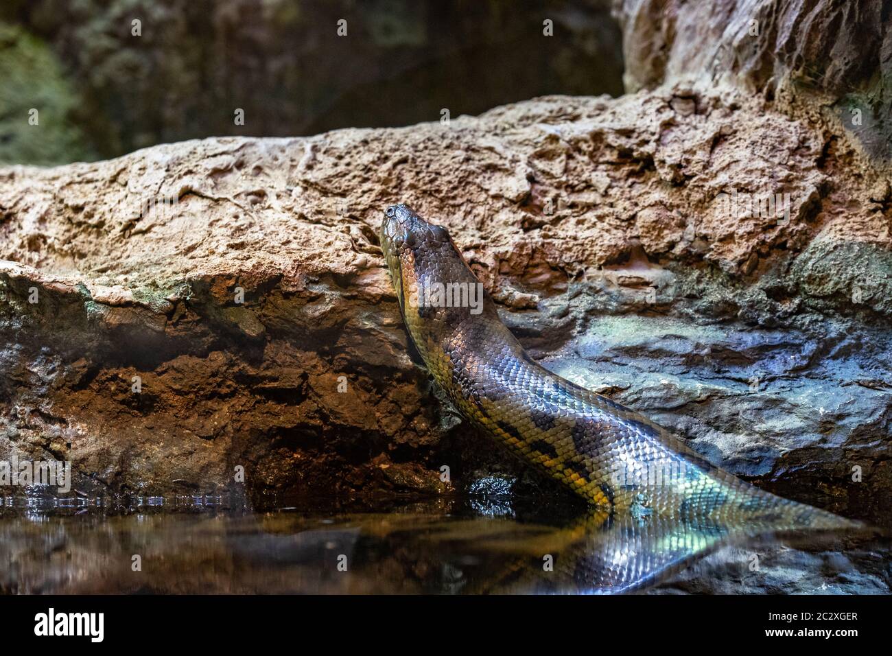 Große Anakonda Stockfotos und -bilder Kaufen - Alamy