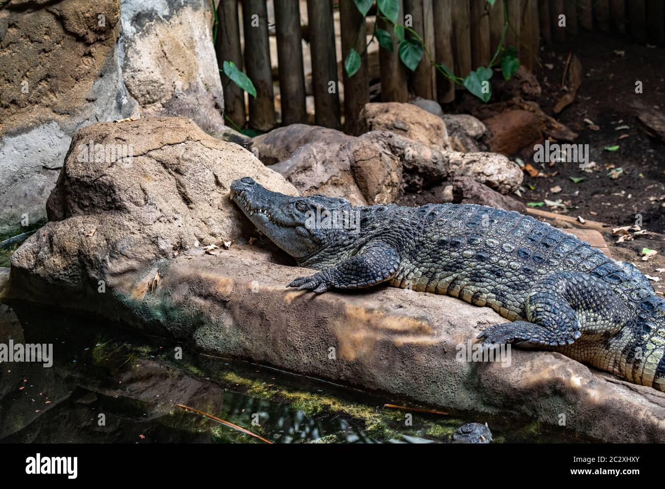 Breiter schnauzter Caiman (Caiman latirostris) im Zoo Barcelona. Stockfoto