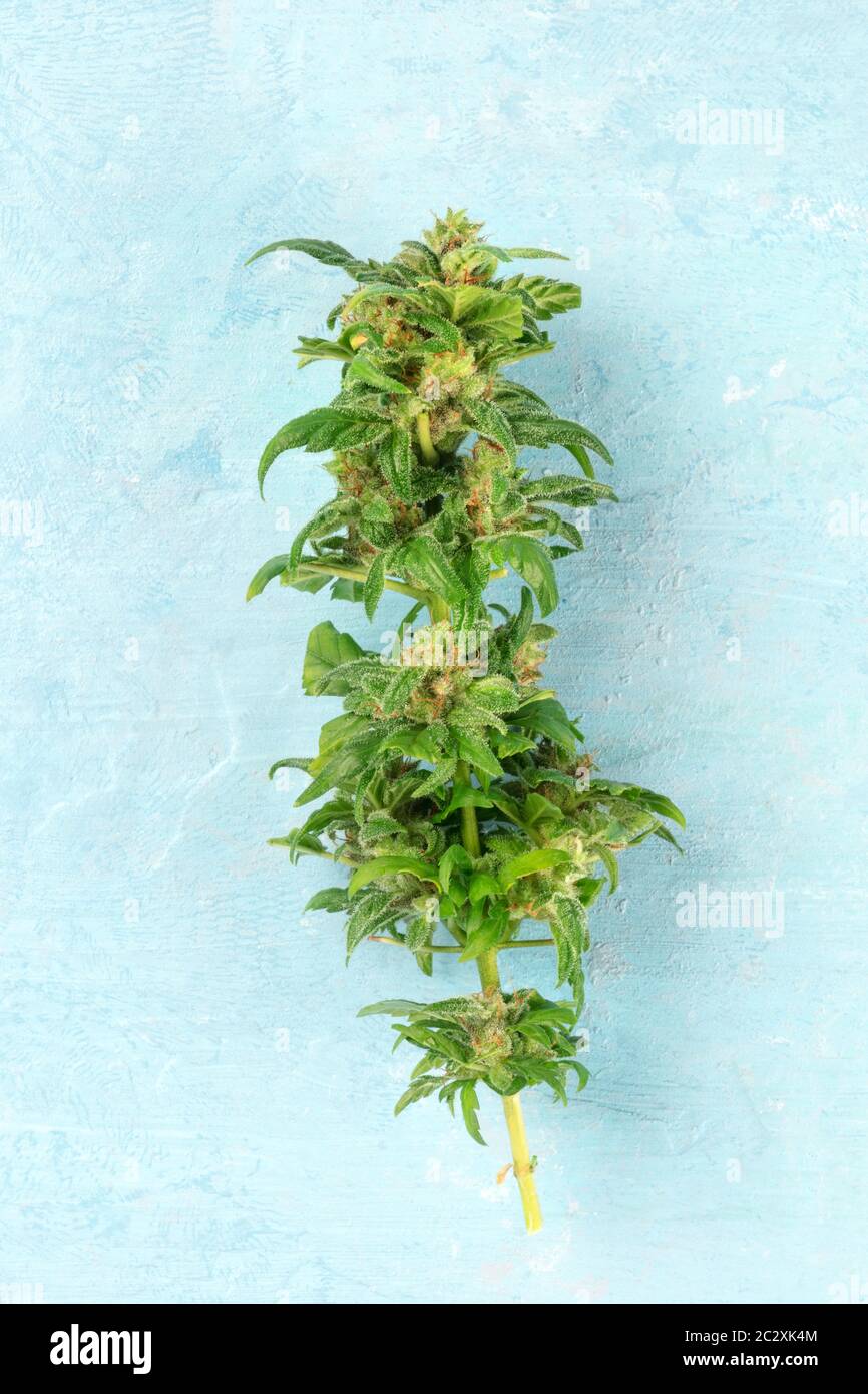 Geernteten cannabis Knospen mit Narben und trichome, Makro Nahaufnahme auf einem blauen Hintergrund Stockfoto