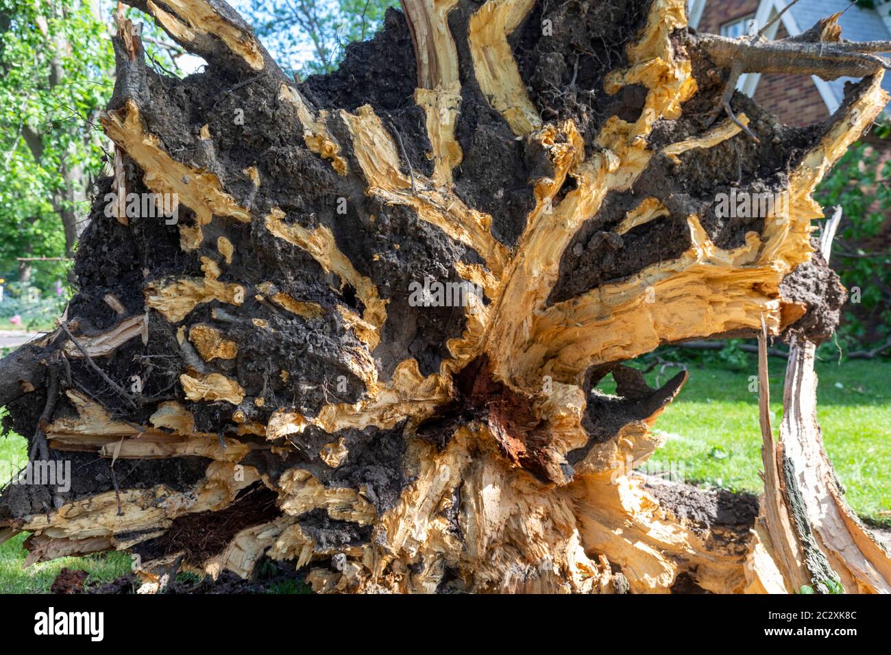 Detroit, Michigan - die Überreste des tropischen Sturms Cristobal brachten große Bäume zum Boden und verursachten weit verbreitete Stromausfälle auf der Ostseite von Detroit. Stockfoto