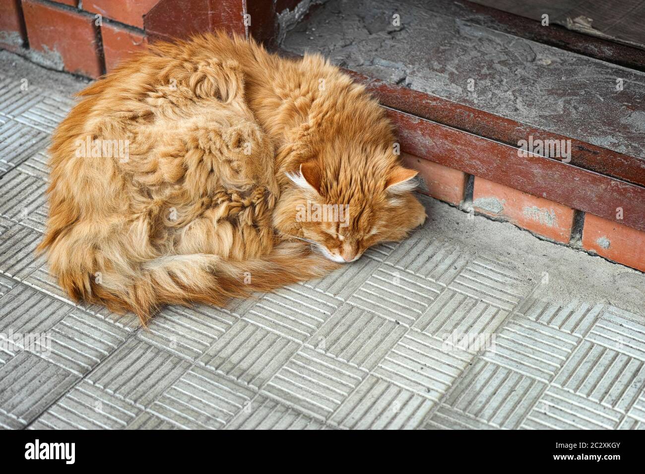 Eine streunende Katze schläft auf einer Veranda. Konzept für obdachlose Haustiere. Stockfoto