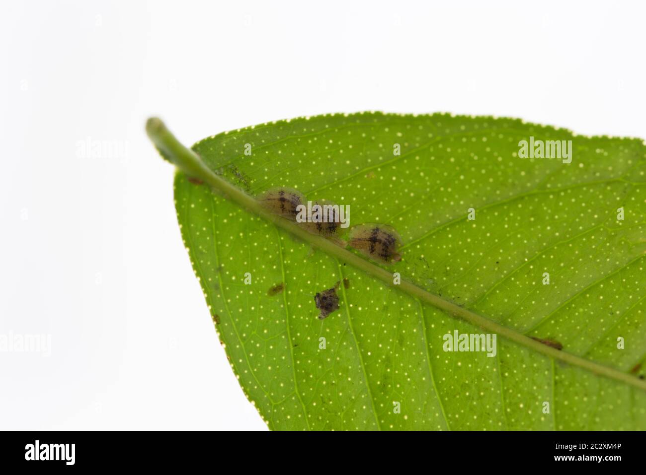 Drei Schussinsekten auf einem grünen Blatt Stockfoto