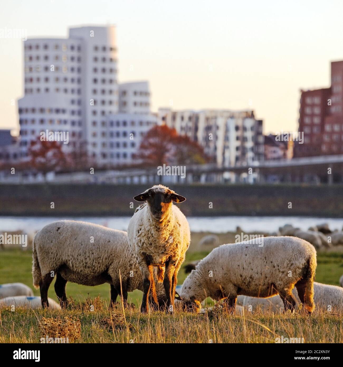 Schafe auf den Rheinwiesen vor den Gehry-Gebäuden, Düsseldorf, Deutschland, Europa Stockfoto