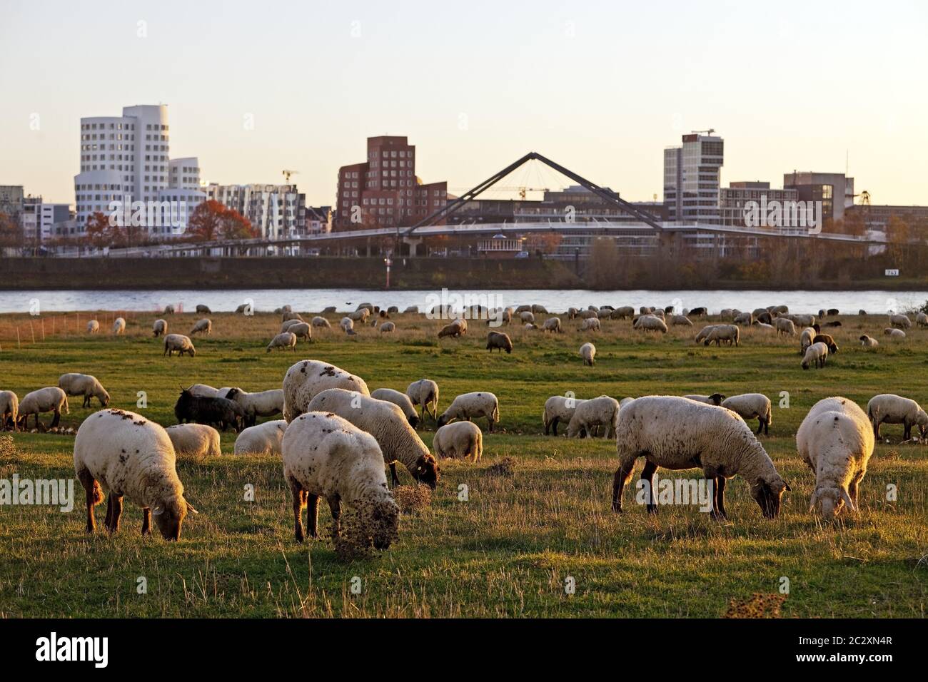 Schafe auf den Rheinwiesen vor den Gehry-Gebäuden, Düsseldorf, Deutschland, Europa Stockfoto