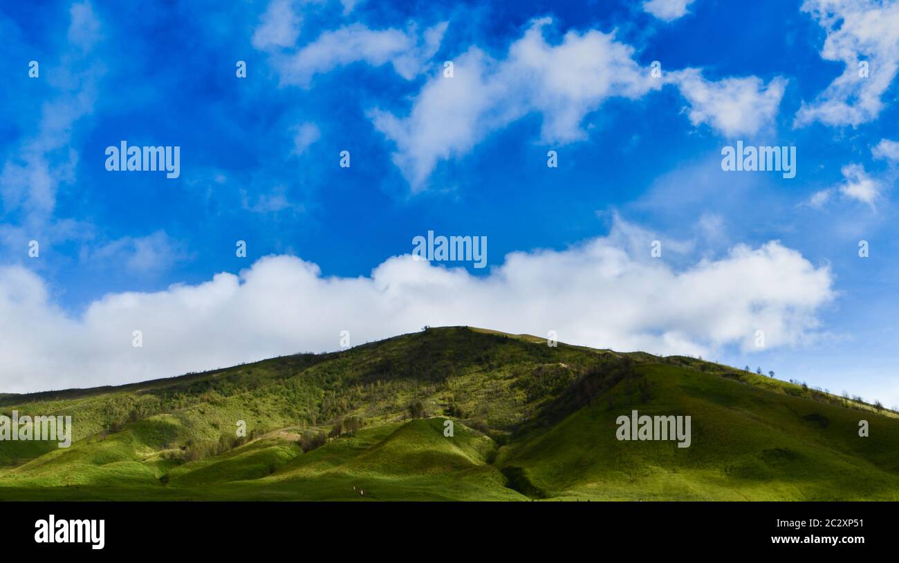Verbringen Sie den Tag im Schatten des blauen Himmels im Bromo Forest Stockfoto