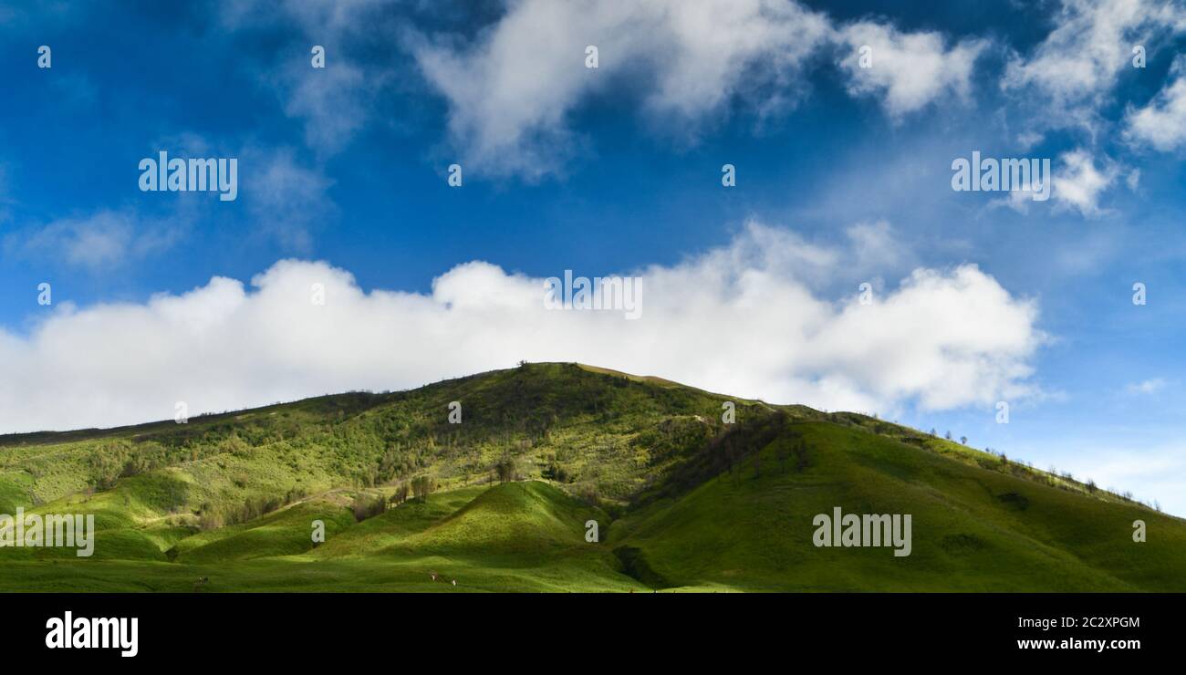 Bromo Wald machen erhellen Sie Ihren Tag und Stimmung mit blauen Himmel und grünem Gras Stockfoto