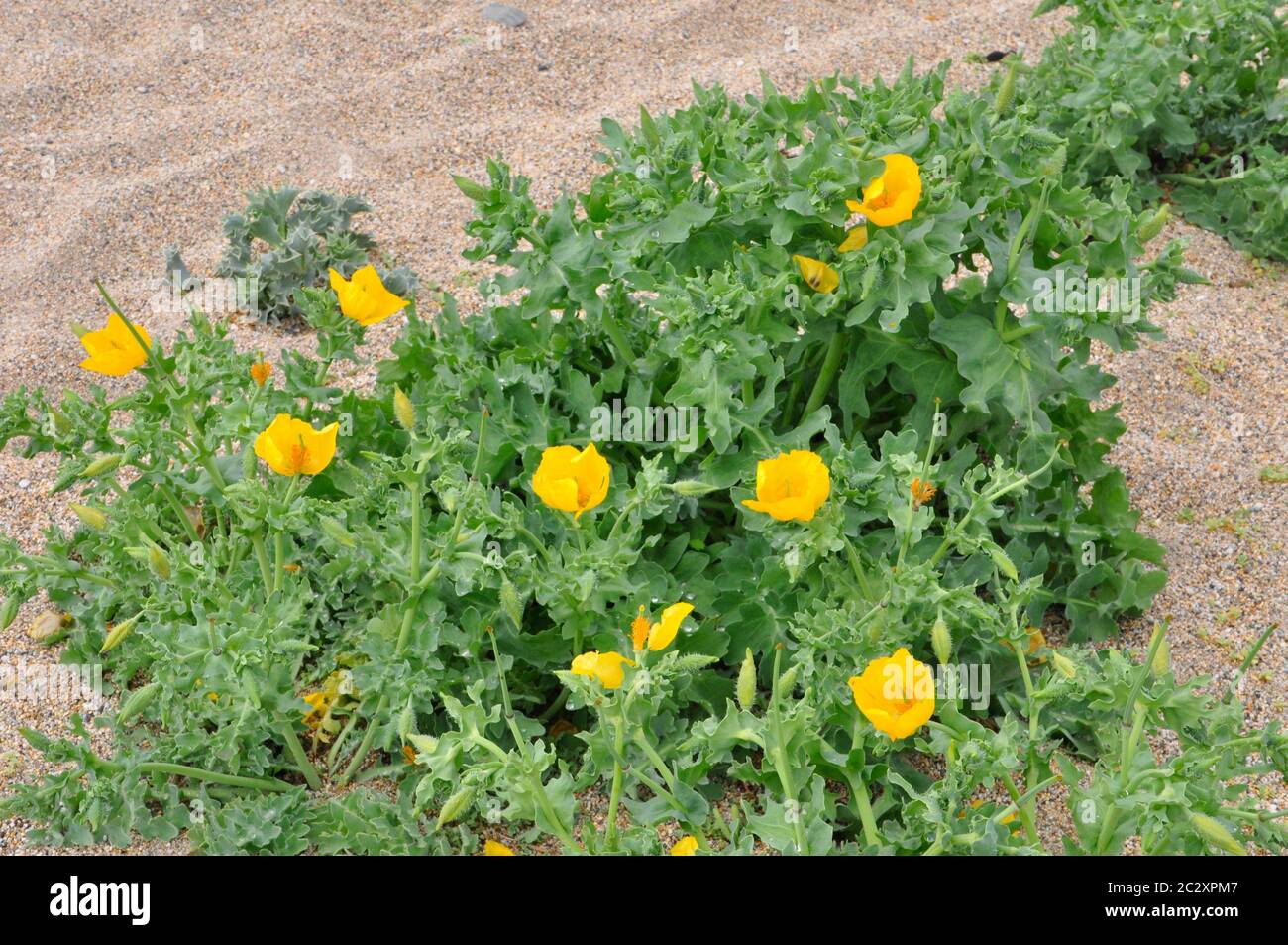 Gelber Mohnbohnbohnbohnbauch 'Glaucium flavum', Küstenblume, die auf Kieselsteinen, Klippen und Sandstränden gefunden wird. Dicke bläuliche Blätter mit borstigen Haaren. Blumen aus Stockfoto